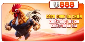 Cách Chọn Gà Chiến Chuẩn Với 3 Tiêu Chí Không Thể Bỏ Qua
