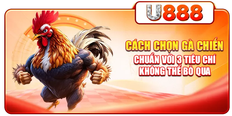 Cách Chọn Gà Chiến Chuẩn Với 3 Tiêu Chí Không Thể Bỏ Qua