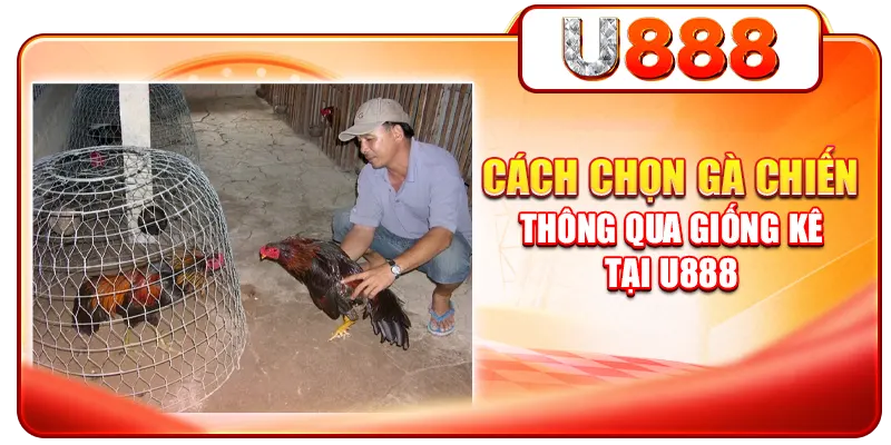Cách chọn gà chiến thông qua giống kê tại U888