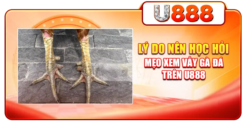 Lý do nên học hỏi mẹo xem vảy gà đá trên U888