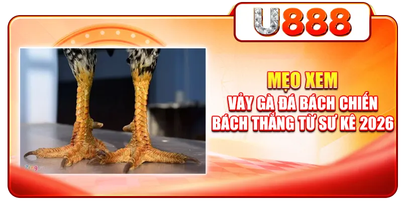 Mẹo Xem Vảy Gà Đá Bách Chiến Bách Thắng Từ Sư Kê 2026